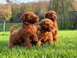 Red Brown Toy Poodle Yavruları İstanbul