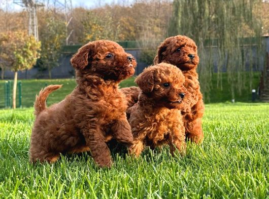 Red Brown Toy Poodle Yavruları İstanbul