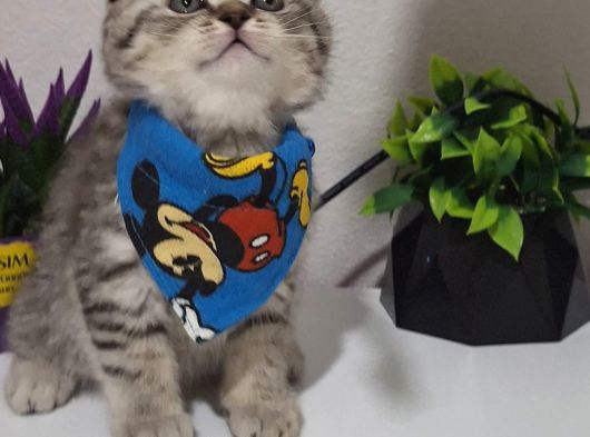 Top Surat Mi̇nnoşlar Tesli̇me Hazir görsel