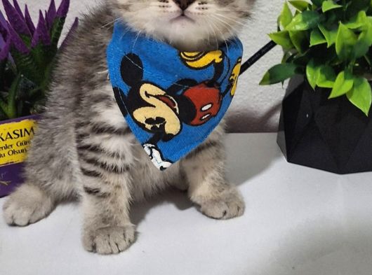 Top Surat Mi̇nnoşlar Tesli̇me Hazir görsel