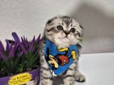 Top Surat Mi̇nnoşlar Tesli̇me Hazir