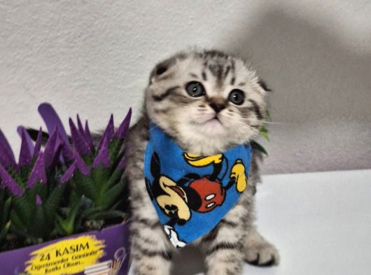 Top Surat Mi̇nnoşlar Tesli̇me Hazir görsel