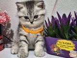 Bu Güzelli̇k Tombi̇şli̇k Şakami Bal Surat Tesli̇me Hazir