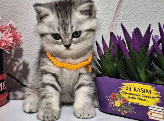 Bu Güzelli̇k Tombi̇şli̇k Şakami Bal Surat Tesli̇me Hazir görsel