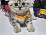 Bu Güzelli̇k Tombi̇şli̇k Şakami Bal Surat Tesli̇me Hazir