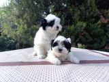 Morkie Yavrularımız En Uygun En Özel Yavrular