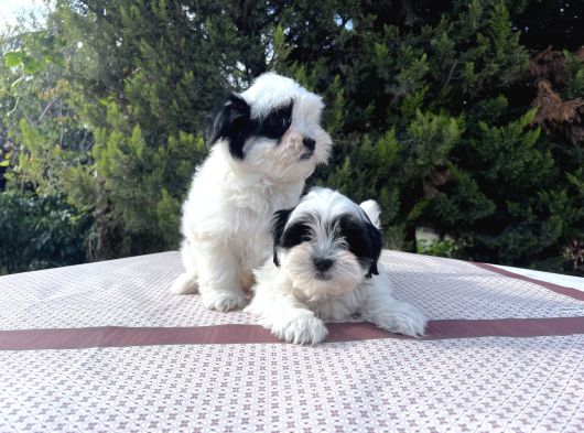 Morkie Yavrularımız En Uygun En Özel Yavrular görsel