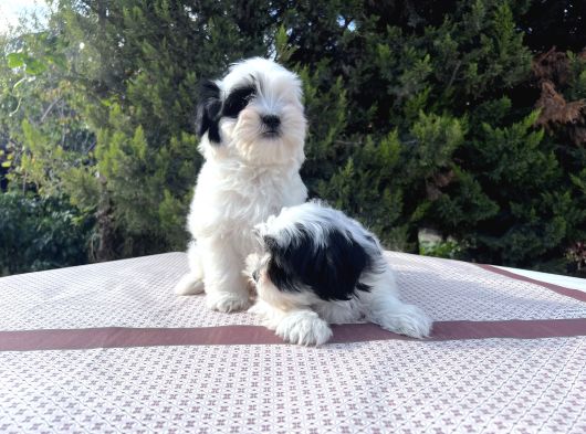 Morkie Yavrularımız En Uygun En Özel Yavrular görsel