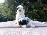 Morkie Yavrularımız En Uygun En Özel Yavrular