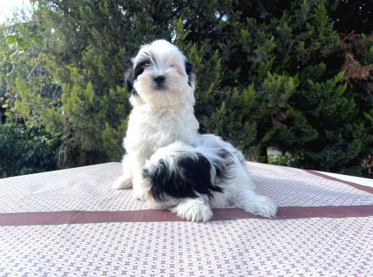 Morkie Yavrularımız En Uygun En Özel Yavrular görsel