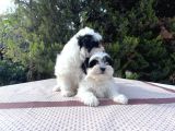Morkie Yavrularımız En Uygun En Özel Yavrular