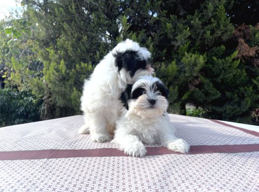 Morkie Yavrularımız En Uygun En Özel Yavrular görsel