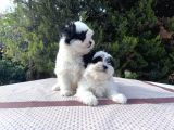 Morkie Yavrularımız En Uygun En Özel Yavrular