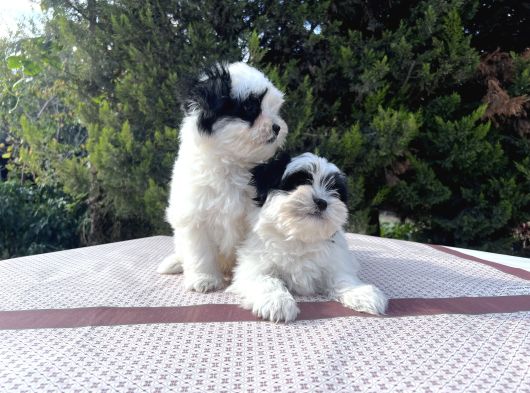 Morkie Yavrularımız En Uygun En Özel Yavrular görsel