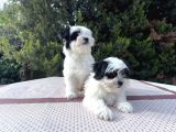 Morkie yavrularımız en uygun en özel yavrular