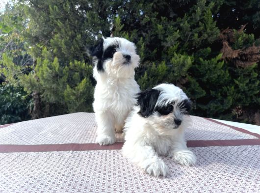 Morkie yavrularımız en uygun en özel yavrular