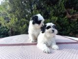 Morkie Yavrularımız En Uygun En Özel Yavrular