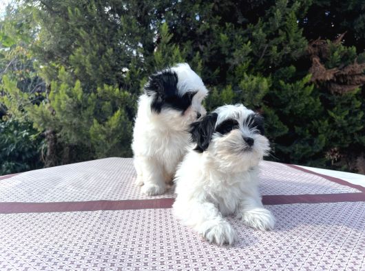 Morkie Yavrularımız En Uygun En Özel Yavrular görsel
