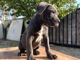 Dev Irk Kalitenin Zirvesi Blue Cane Corso Yavrular