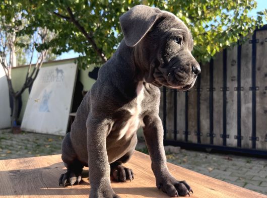 Dev Irk Kalitenin Zirvesi Blue Cane Corso Yavrular görsel