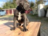 Dev Irk Kalitenin Zirvesi Blue Cane Corso Yavrular