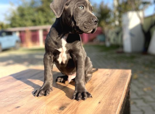 Dev Irk Kalitenin Zirvesi Blue Cane Corso Yavrular görsel