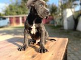Dev Irk Kalitenin Zirvesi Blue Cane Corso Yavrular