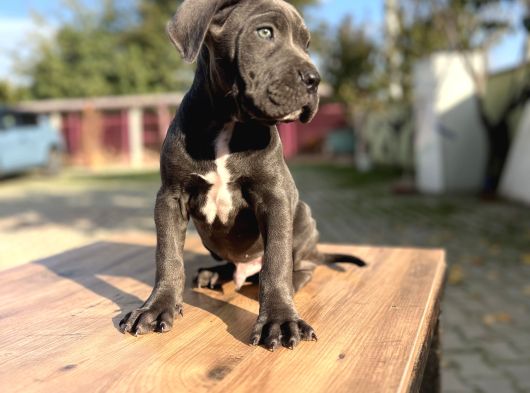 Dev Irk Kalitenin Zirvesi Blue Cane Corso Yavrular görsel