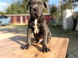 Dev Irk Kalitenin Zirvesi Blue Cane Corso Yavrular