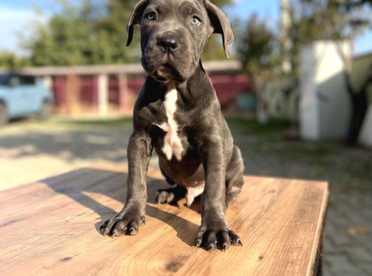 Dev Irk Kalitenin Zirvesi Blue Cane Corso Yavrular görsel