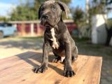 Dev ırk kalitenin zirvesi blue cane corso yavrular