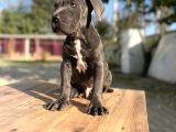 Dev Irk Kalitenin Zirvesi Blue Cane Corso Yavrular
