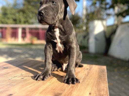 Dev Irk Kalitenin Zirvesi Blue Cane Corso Yavrular görsel