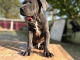 Dev Irk Kalitenin Zirvesi Blue Cane Corso Yavrular