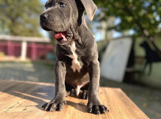 Dev Irk Kalitenin Zirvesi Blue Cane Corso Yavrular görsel