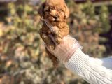 Safkan En Özel Kalitede Toy Poodle Yavrular