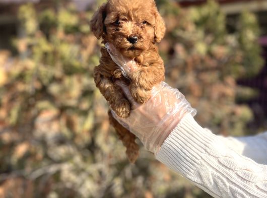 Safkan En Özel Kalitede Toy Poodle Yavrular görsel