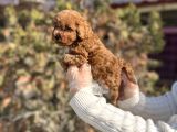 Safkan en özel kalitede toy poodle yavrular