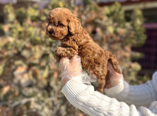 Safkan En Özel Kalitede Toy Poodle Yavrular