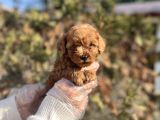 Safkan En Özel Kalitede Toy Poodle Yavrular
