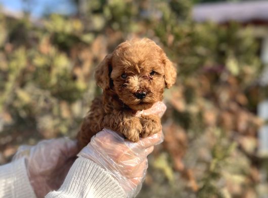 Safkan En Özel Kalitede Toy Poodle Yavrular görsel