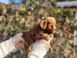 Safkan En Özel Kalitede Toy Poodle Yavrular