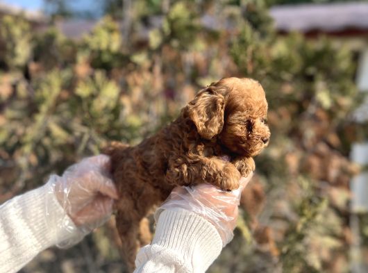 Safkan En Özel Kalitede Toy Poodle Yavrular görsel