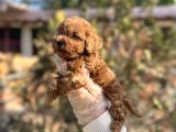 Safkan En Özel Kalitede Toy Poodle Yavrular