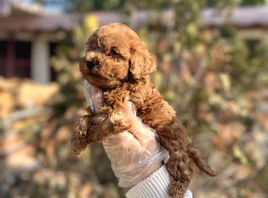 Safkan En Özel Kalitede Toy Poodle Yavrular görsel
