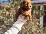Safkan En Özel Kalitede Toy Poodle Yavrular