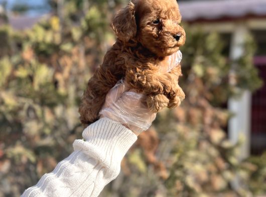 Safkan En Özel Kalitede Toy Poodle Yavrular görsel