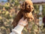 Safkan En Özel Kalitede Toy Poodle Yavrular
