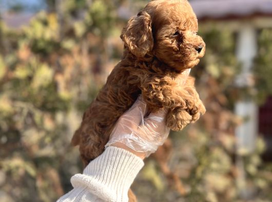 Safkan En Özel Kalitede Toy Poodle Yavrular görsel