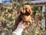 Safkan En Özel Kalitede Toy Poodle Yavrular